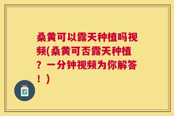 桑黄可以露天种植吗视频(桑黄可否露天种植？一分钟视频为你解答！)