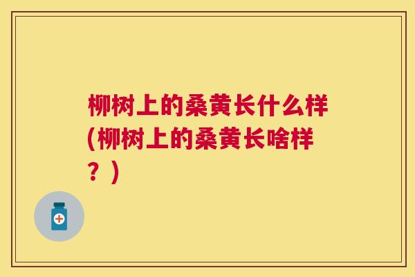 柳树上的桑黄长什么样(柳树上的桑黄长啥样?) 柳树上的桑黄长什么样(柳树上的桑黄长啥样?)