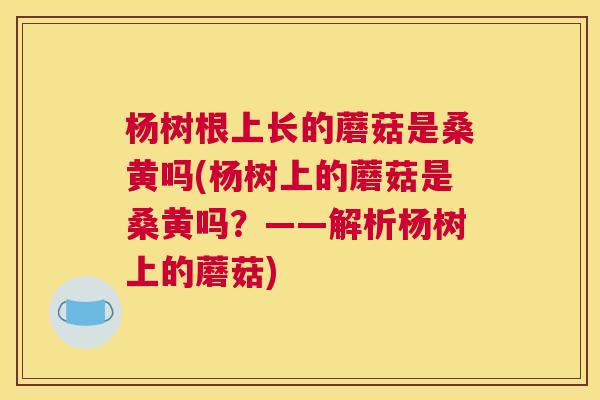 杨树根上长的蘑菇是桑黄吗(杨树上的蘑菇是桑黄吗?——解析杨树上的蘑菇) 杨树根上长的蘑菇是桑黄吗(杨树上的蘑菇是桑黄吗?——解析杨树上的蘑菇)