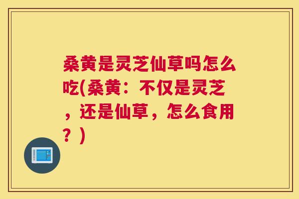 桑黄是灵芝仙草吗怎么吃(桑黄：不仅是灵芝，还是仙草，怎么食用？)
