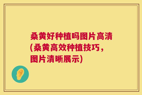 桑黄好种植吗图片高清(桑黄高效种植技巧,图片清晰展示) 桑黄好种植吗图片高清(桑黄高效种植技巧,图片清晰展示)