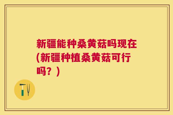 新疆能种桑黄菇吗现在(新疆种植桑黄菇可行吗?) 新疆能种桑黄菇吗现在(新疆种植桑黄菇可行吗?)