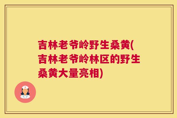 吉林老爷岭野生桑黄(吉林老爷岭林区的野生桑黄大量亮相) 吉林老爷岭野生桑黄(吉林老爷岭林区的野生桑黄大量亮相)