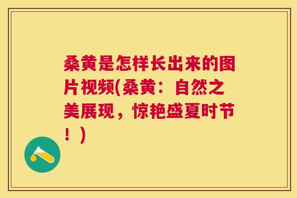 桑黄是怎样长出来的图片视频(桑黄:自然之美展现,惊艳盛夏时节!) 桑黄是怎样长出来的图片视频(桑黄:自然之美展现,惊艳盛夏时节!)