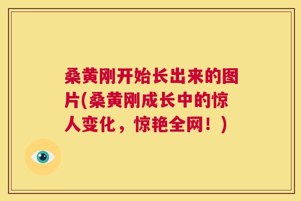 桑黄刚开始长出来的图片(桑黄刚成长中的惊人变化,惊艳全网!) 桑黄刚开始长出来的图片(桑黄刚成长中的惊人变化,惊艳全网!)