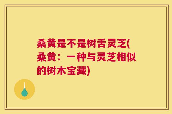 桑黄是不是树舌灵芝(桑黄:一种与灵芝相似的树木宝藏) 桑黄是不是树舌灵芝(桑黄:一种与灵芝相似的树木宝藏)