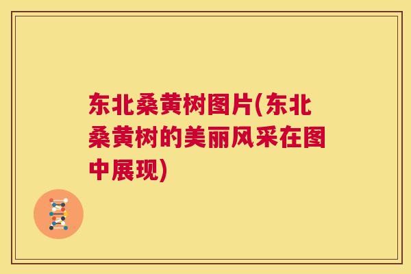 东北桑黄树图片(东北桑黄树的美丽风采在图中展现) 东北桑黄树图片(东北桑黄树的美丽风采在图中展现)