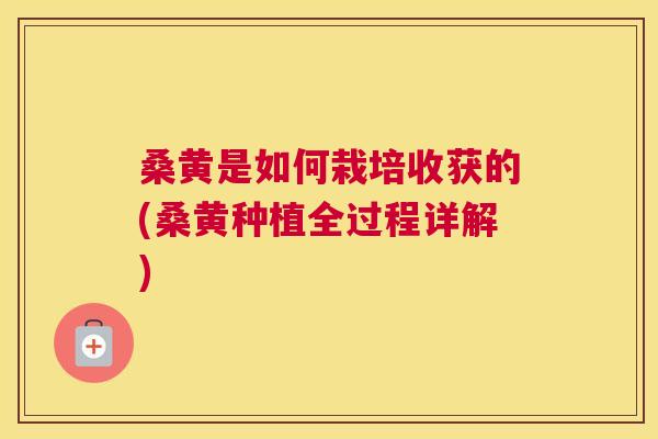 桑黄是如何栽培收获的(桑黄种植全过程详解) 桑黄是如何栽培收获的(桑黄种植全过程详解)