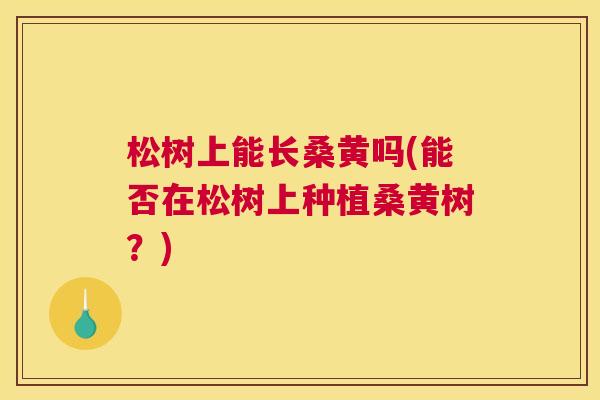 松树上能长桑黄吗(能否在松树上种植桑黄树？)