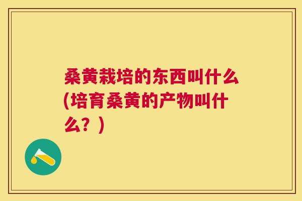 桑黄栽培的东西叫什么(培育桑黄的产物叫什么?) 桑黄栽培的东西叫什么(培育桑黄的产物叫什么?)