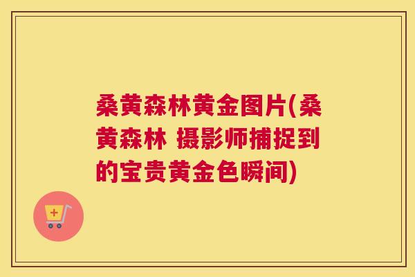 桑黄森林黄金图片(桑黄森林 摄影师捕捉到的宝贵黄金色瞬间) 桑黄森林黄金图片(桑黄森林 摄影师捕捉到的宝贵黄金色瞬间)
