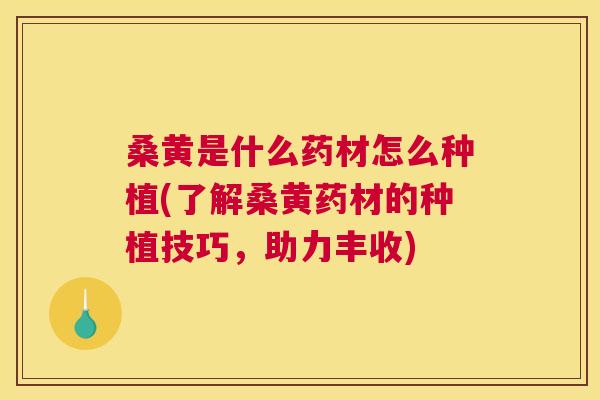 桑黄是什么药材怎么种植(了解桑黄药材的种植技巧,助力丰收) 桑黄是什么药材怎么种植(了解桑黄药材的种植技巧,助力丰收)