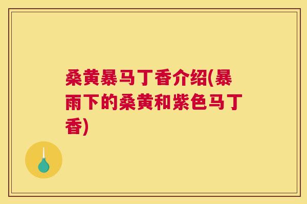 桑黄暴马丁香介绍(暴雨下的桑黄和紫色马丁香) 桑黄暴马丁香介绍(暴雨下的桑黄和紫色马丁香)