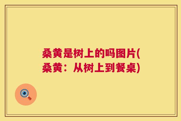 桑黄是树上的吗图片(桑黄:从树上到餐桌) 桑黄是树上的吗图片(桑黄:从树上到餐桌)