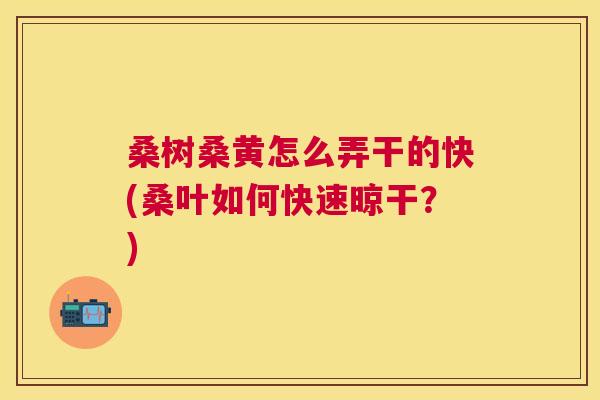 桑树桑黄怎么弄干的快(桑叶如何快速晾干？)