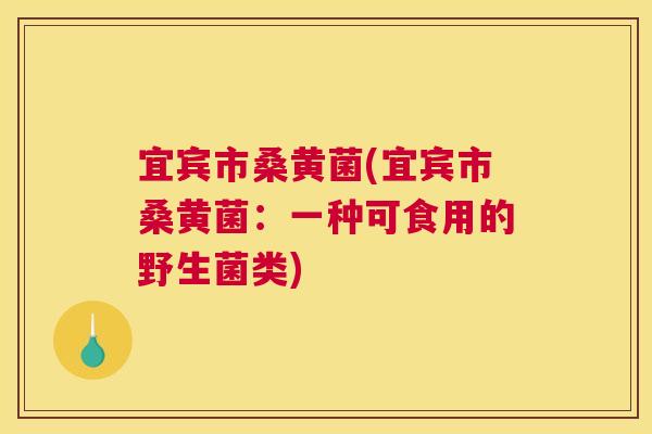 宜宾市桑黄菌(宜宾市桑黄菌:一种可食用的野生菌类) 宜宾市桑黄菌(宜宾市桑黄菌:一种可食用的野生菌类)