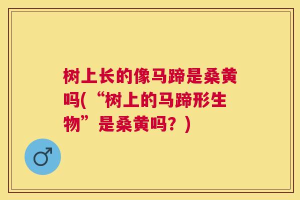 树上长的像马蹄是桑黄吗(“树上的马蹄形生物”是桑黄吗?) 树上长的像马蹄是桑黄吗(“树上的马蹄形生物”是桑黄吗?)