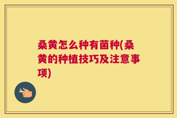 桑黄怎么种有菌种(桑黄的种植技巧及注意事项)