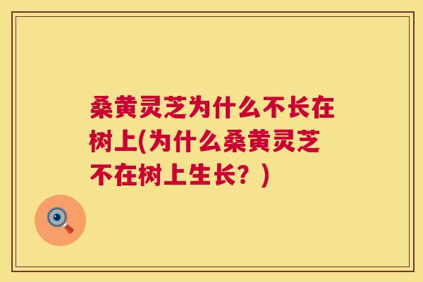 桑黄灵芝为什么不长在树上(为什么桑黄灵芝不在树上生长?) 桑黄灵芝为什么不长在树上(为什么桑黄灵芝不在树上生长?)