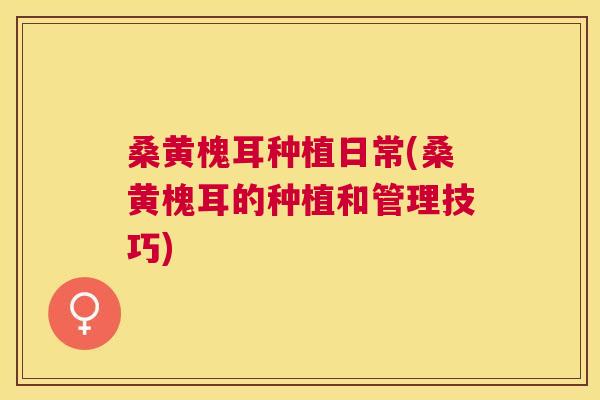 桑黄槐耳种植日常(桑黄槐耳的种植和管理技巧) 桑黄槐耳种植日常(桑黄槐耳的种植和管理技巧)