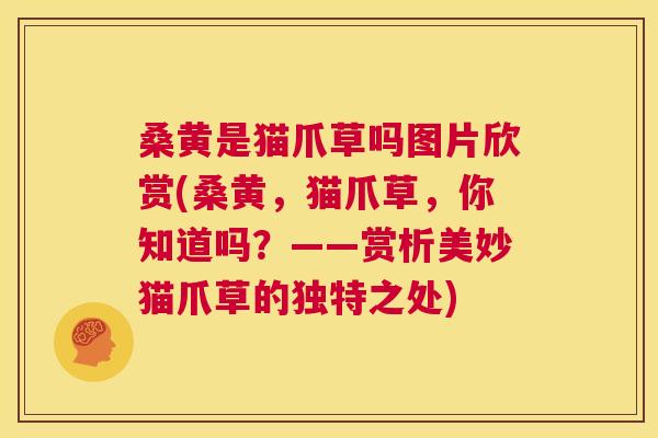 桑黄是猫爪草吗图片欣赏(桑黄,猫爪草,你知道吗?——赏析美妙猫爪草的独特之处) 桑黄是猫爪草吗图片欣赏(桑黄,猫爪草,你知道吗?——赏析美妙猫爪草的独特之处)