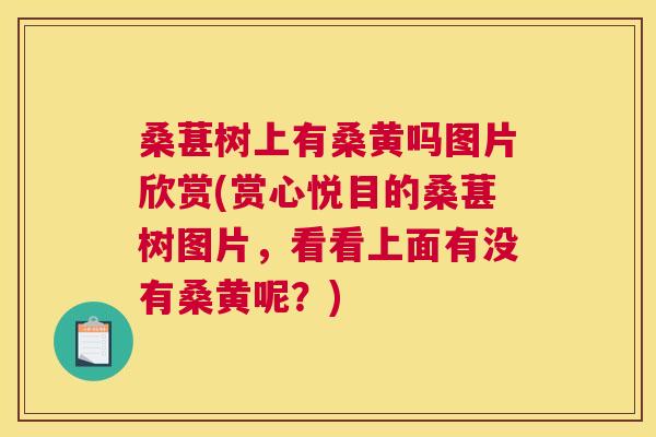 桑葚树上有桑黄吗图片欣赏(赏心悦目的桑葚树图片,看看上面有没有桑黄呢?) 桑葚树上有桑黄吗图片欣赏(赏心悦目的桑葚树图片,看看上面有没有桑黄呢?)