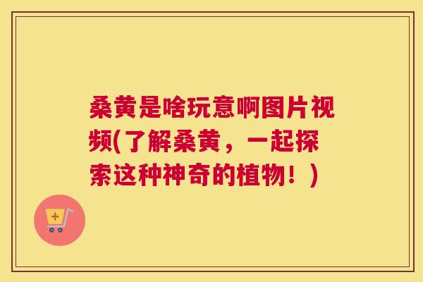 桑黄是啥玩意啊图片视频(了解桑黄,一起探索这种神奇的植物!) 桑黄是啥玩意啊图片视频(了解桑黄,一起探索这种神奇的植物!)