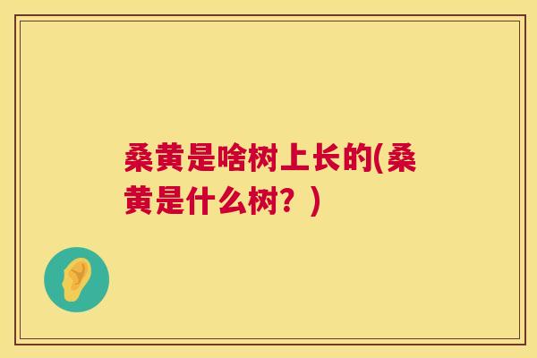 桑黄是啥树上长的(桑黄是什么树?) 桑黄是啥树上长的(桑黄是什么树?)