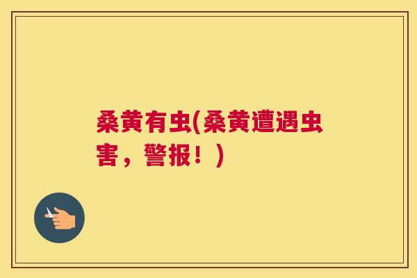 桑黄有虫(桑黄遭遇虫害,警报!) 桑黄有虫(桑黄遭遇虫害,警报!)