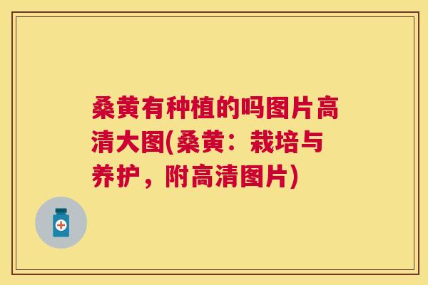 桑黄有种植的吗图片高清大图(桑黄:栽培与养护,附高清图片) 桑黄有种植的吗图片高清大图(桑黄:栽培与养护,附高清图片)