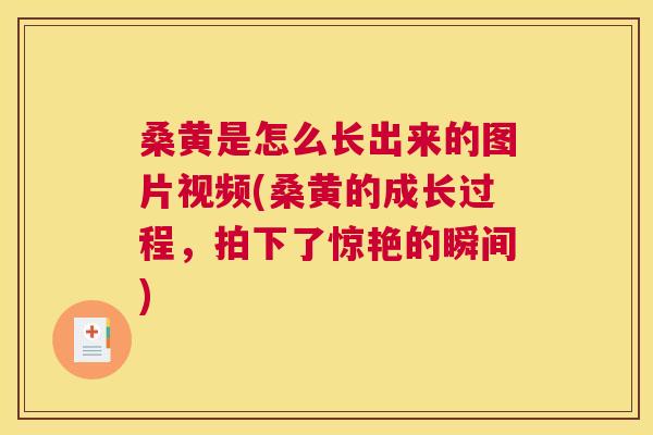 桑黄是怎么长出来的图片视频(桑黄的成长过程,拍下了惊艳的瞬间) 桑黄是怎么长出来的图片视频(桑黄的成长过程,拍下了惊艳的瞬间)