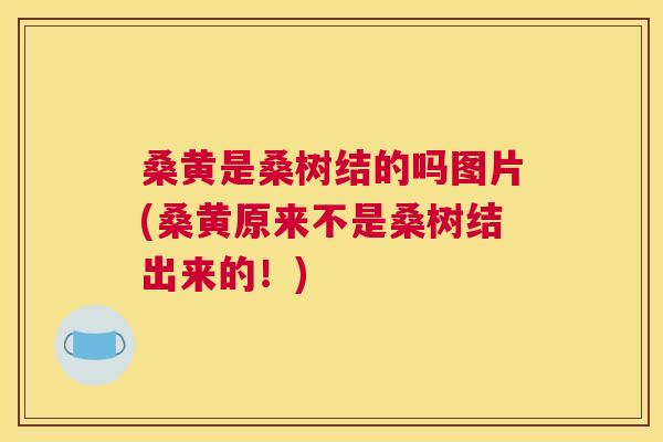 桑黄是桑树结的吗图片(桑黄原来不是桑树结出来的!) 桑黄是桑树结的吗图片(桑黄原来不是桑树结出来的!)