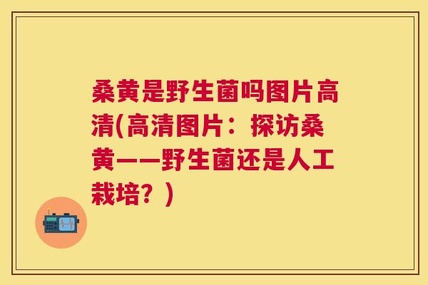 桑黄是野生菌吗图片高清(高清图片:探访桑黄——野生菌还是人工栽培?) 桑黄是野生菌吗图片高清(高清图片:探访桑黄——野生菌还是人工栽培?)