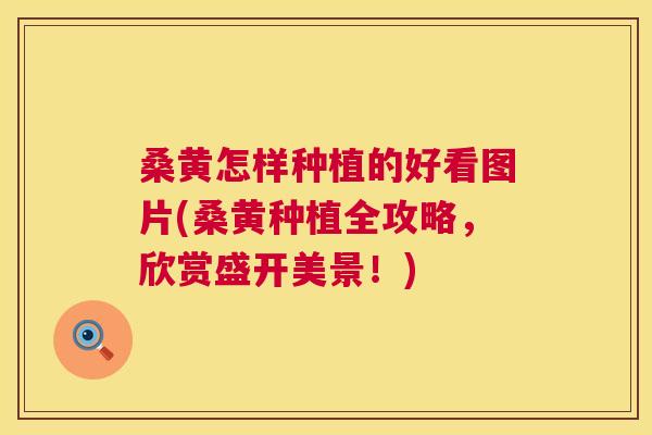 桑黄怎样种植的好看图片(桑黄种植全攻略,欣赏盛开美景!) 桑黄怎样种植的好看图片(桑黄种植全攻略,欣赏盛开美景!)