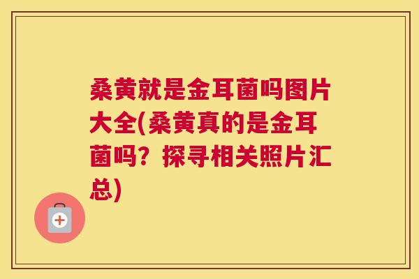 桑黄就是金耳菌吗图片大全(桑黄真的是金耳菌吗?探寻相关照片汇总) 桑黄就是金耳菌吗图片大全(桑黄真的是金耳菌吗?探寻相关照片汇总)