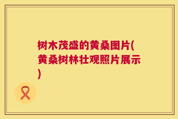 树木茂盛的黄桑图片(黄桑树林壮观照片展示) 树木茂盛的黄桑图片(黄桑树林壮观照片展示)