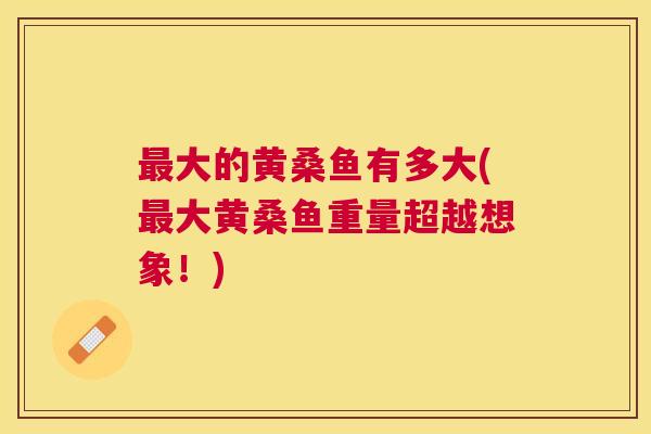 大的黄桑鱼有多大(大黄桑鱼重量超越想象!) 大的黄桑鱼有多大(大黄桑鱼重量超越想象!)