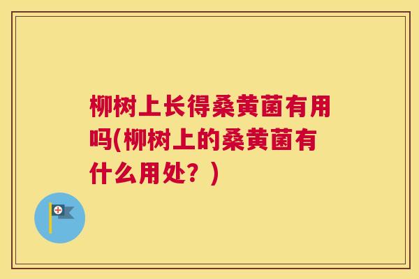 柳树上长得桑黄菌有用吗(柳树上的桑黄菌有什么用处？)