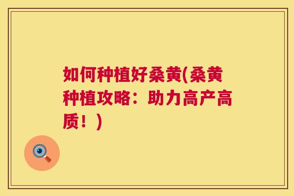 如何种植好桑黄(桑黄种植攻略:助力高产高质!) 如何种植好桑黄(桑黄种植攻略:助力高产高质!)