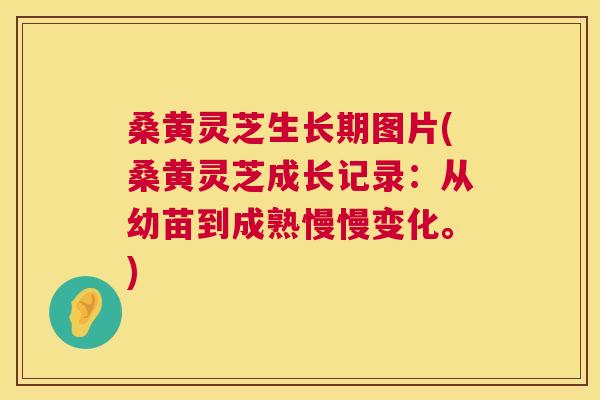 桑黄灵芝生长期图片(桑黄灵芝成长记录:从幼苗到成熟慢慢变化。) 桑黄灵芝生长期图片(桑黄灵芝成长记录:从幼苗到成熟慢慢变化。)