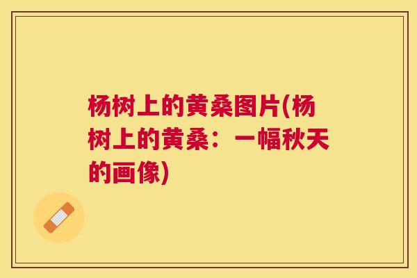 杨树上的黄桑图片(杨树上的黄桑:一幅秋天的画像) 杨树上的黄桑图片(杨树上的黄桑:一幅秋天的画像)