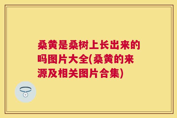 桑黄是桑树上长出来的吗图片大全(桑黄的来源及相关图片合集) 桑黄是桑树上长出来的吗图片大全(桑黄的来源及相关图片合集)
