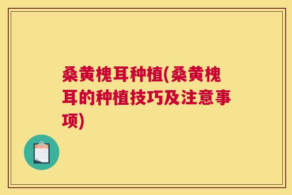 桑黄槐耳种植(桑黄槐耳的种植技巧及注意事项) 桑黄槐耳种植(桑黄槐耳的种植技巧及注意事项)