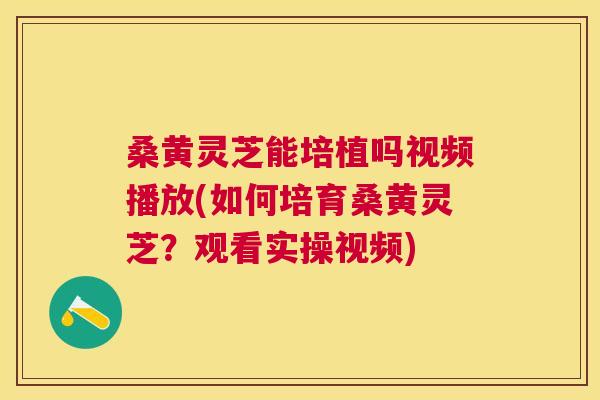 桑黄灵芝能培植吗视频播放(如何培育桑黄灵芝?观看实操视频) 桑黄灵芝能培植吗视频播放(如何培育桑黄灵芝?观看实操视频)