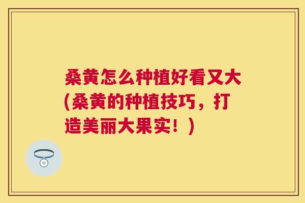 桑黄怎么种植好看又大(桑黄的种植技巧,打造美丽大果实!) 桑黄怎么种植好看又大(桑黄的种植技巧,打造美丽大果实!)