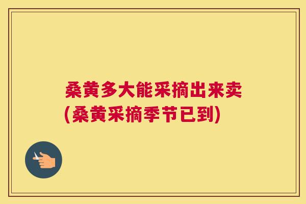 桑黄多大能采摘出来卖(桑黄采摘季节已到) 桑黄多大能采摘出来卖(桑黄采摘季节已到)