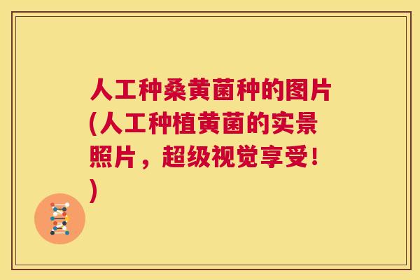 人工种桑黄菌种的图片(人工种植黄菌的实景照片,超级视觉享受!) 人工种桑黄菌种的图片(人工种植黄菌的实景照片,超级视觉享受!)