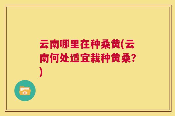 云南哪里在种桑黄(云南何处适宜栽种黄桑?) 云南哪里在种桑黄(云南何处适宜栽种黄桑?)