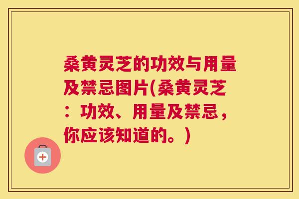 桑黄灵芝的功效与用量及禁忌图片(桑黄灵芝:功效、用量及禁忌,你应该知道的。) 桑黄灵芝的功效与用量及禁忌图片(桑黄灵芝:功效、用量及禁忌,你应该知道的。)
