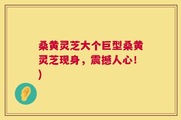 桑黄灵芝大个巨型桑黄灵芝现身,震撼人心!) 桑黄灵芝大个巨型桑黄灵芝现身,震撼人心!)